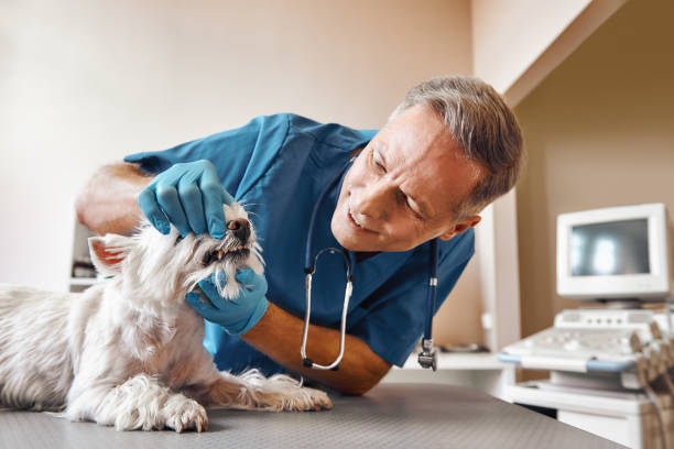 Best Emergency Treatment for Toothache in Heceta Beach, OR